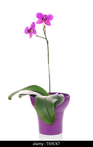 Blühender Zweig von Pink Orchid Purple Flower Pot isoliert. Stockfoto