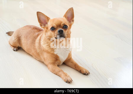 Red chihuahua Hund auf Holz- Hintergrund. Stockfoto