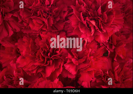 Blumenstrauß rote Nelke für den Einsatz als Natur Hintergrund. Stockfoto