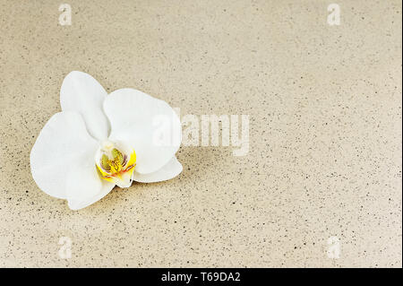 Blüte der Orchidee mit Spritzern von Wasser auf beigem Hintergrund. Stockfoto