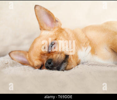 Schlafenden roten Chihuahua Hund auf beigen Hintergrund. Stockfoto