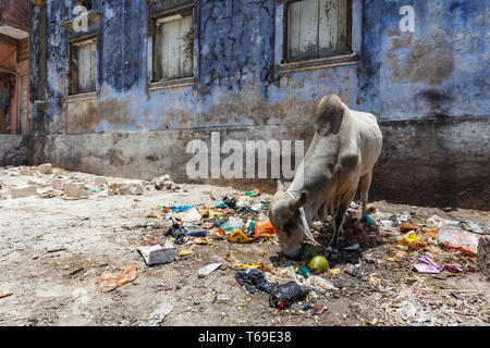 Nahaufnahme der Ziege, sättigend auf Müll auf der Straße in Gujarat, Indien Stockfoto