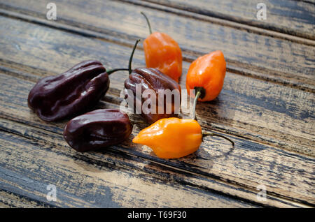 Farben und Aromen von Pfeffer Stockfoto