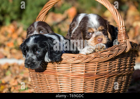English Cocker Spaniel Welpen im Korb Stockfoto