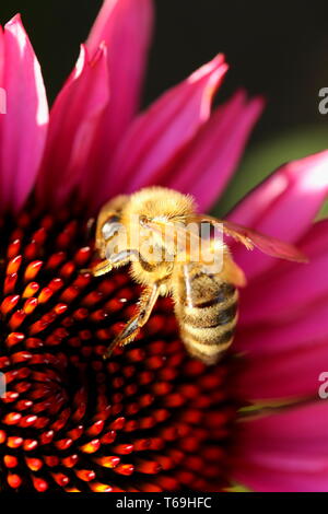 Biene auf Echinacea purpurea Stockfoto