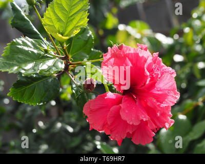 Rosafarbene Doppelblüte Hibiscus Hiawatha Blume, glänzend dunkelgrüne Blätter, frisch vom Regen im Herbst in einem subtropischen australischen Küstengarten. Stockfoto