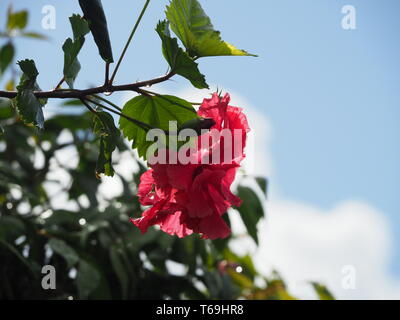 Rot rosa Hibiscus 'Hiawatha' blüht im Herbst vor einem blau bewölkten Himmel, in einem subtropischen Garten an der australischen Küste. Wassertropfen auf dem Stiel Stockfoto