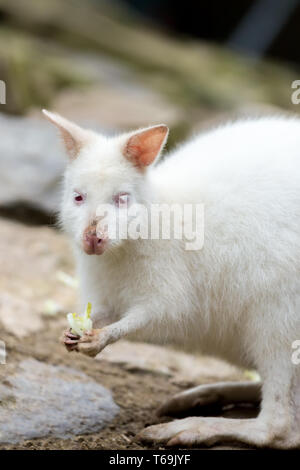 Nahaufnahme einer Rot-necked Wallaby weißen Albino Weibchen Stockfoto