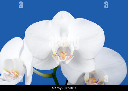 Romantische Zweig der White Orchid Stockfoto