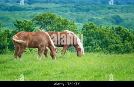 Zwei belgische Entwurf Pferde grasen auf Grün Texas Weide im Frühling. Stockfoto