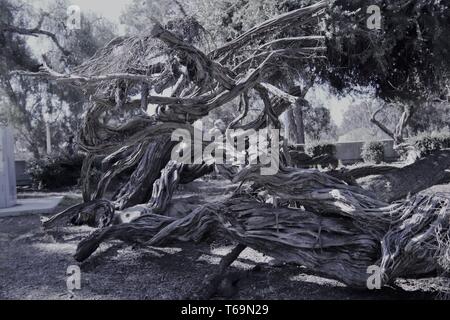 Twisted Äste und Wurzeln im Balboa Park Stockfoto