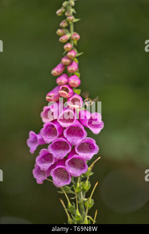 Roter Fingerhut, Digitalis purpurea Stockfoto