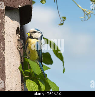 Europäischen bluetit, Cyanistes caeruleus, Parus caeruleus Stockfoto