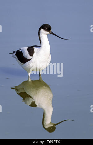 Pied Avocet starben in Großbritannien in 1840 - (Foto nach Vogel)/Recurvirostra avosetta Stockfoto