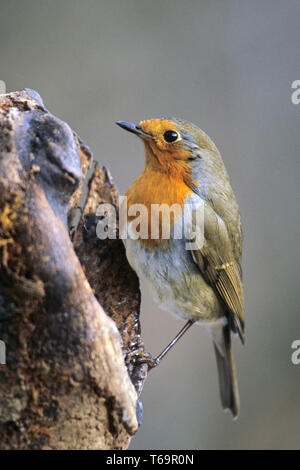 Europäische Robin oder Redbreast, Erithacus rubecula Stockfoto