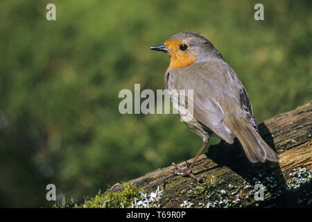 Europäische Robin oder Redbreast, Erithacus rubecula Stockfoto