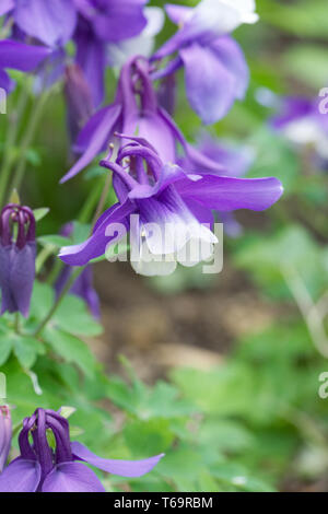 Blaue und weiße Akelei Blumen im Frühjahr. Stockfoto