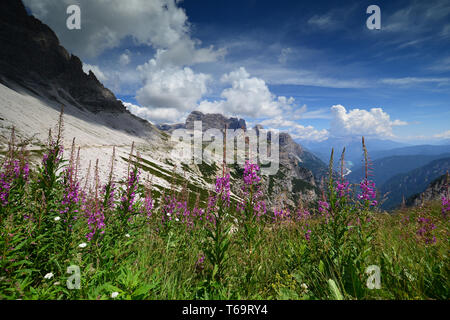 Berglandschaft der Dolomiten mit Blumen im Vordergrund. Die Drei Zinnen. Italien Stockfoto