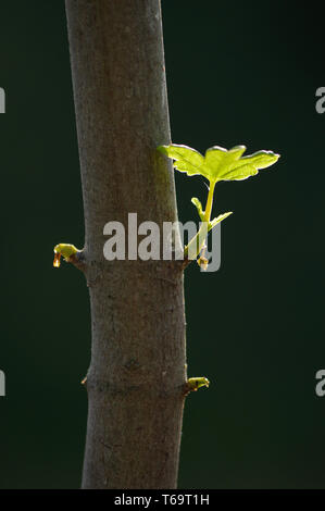 Close up Zweig mit jungen Blätter auf einem Baumstamm Stockfoto