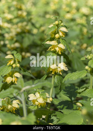 Gelbe Erzengel, Lamium galeobdolon Stockfoto