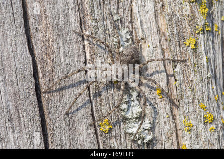 Laufenden Krabbenspinne, Philodromus margaritatus Stockfoto