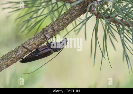 Longhorn Beetle auf einem Ast, Ergates Faber Stockfoto