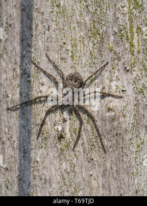 Laufenden Krabbenspinne, Philodromus margaritatus Stockfoto