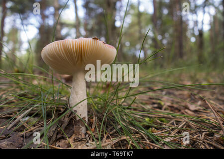 Emetische psathyrella Psathyrella emetica, Stockfoto