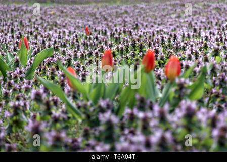 28 April 2019, Berlin: Immer noch fast geschlossenen Tulpen stehen auf einer Wiese voller Lila Rot (deadnettle Lamium Purpureum) am Platz der Vereinten Nationen im Bezirk Friedrichshain. Foto: Soeren Stache/dpa-Zentralbild/ZB Stockfoto