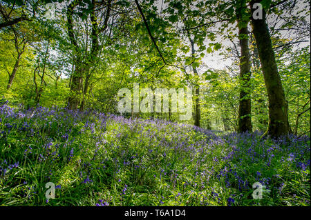 Frühjahr Holz, in der Nähe von Whalley, Lancashire, UK. 30. April, 2019. Eine glorreiche Anzeige der Bluebells und Wilder Knoblauch für Wanderer und Fotografen im Frühjahr Holz, in der Nähe von Whalley, Lancashire. Das schöne Wetter ist zu Ende als kältewelle zu Beginn des neuen Monats morgen Mark. Bild von der Credit: Paul Heyes/Alamy leben Nachrichten Stockfoto