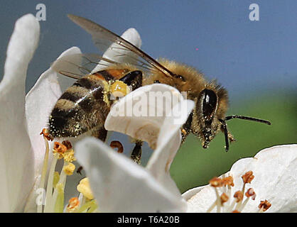 Berlin, Deutschland. 30 Apr, 2019. Sitzt eine Biene auf einer Blume von einem Apfelbaum und sammelt Nektar. Quelle: Wolfgang Kumm/dpa/Alamy leben Nachrichten Stockfoto