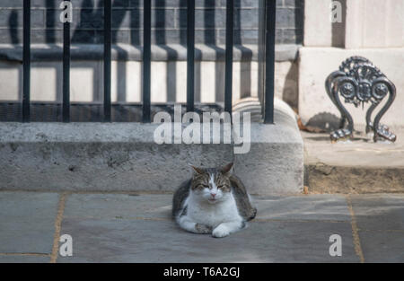 Downing Street, London, UK. 30.April 2019. Larry die Katze genießt eine entspannte Downing Street wöchentliche Kabinettssitzung. Credit: Malcolm Park/Alamy Leben Nachrichten. Stockfoto