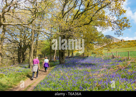 Reifes Paar auf Fußweg durch das Bluebells in Newton Holz in der Nähe von roseberry Topping, North York Moors National Park. Großbritannien Stockfoto