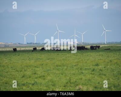 Elmley, Kent, Großbritannien. 30 Apr, 2019. UK Wetter: sonnig und warm am Nachmittag im elmley, Kent. Credit: James Bell/Alamy leben Nachrichten Stockfoto