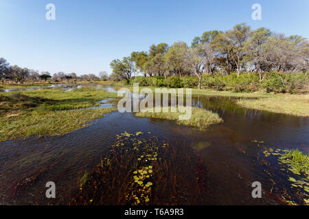 Landschaft in der okawangosümpfe Stockfoto