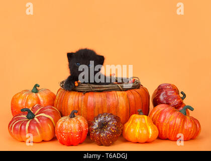 Adorable Kleine schwarze Katze die Verlegung in einem Herbst Kürbis Korb von Kürbissen und Squash auf orangem Hintergrund mit Kopie Raum umgeben. Stockfoto