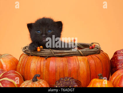 Adorable Kleine schwarze Katze die Verlegung in einem Herbst Kürbis Korb von Kürbissen und Squash auf orangem Hintergrund mit Kopie Raum umgeben. Stockfoto