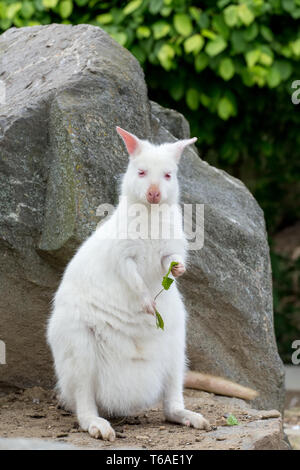 Nahaufnahme einer Rot-necked Wallaby weißen Albino Weibchen Stockfoto