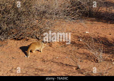 Yellow Mongoose, Kalahari Wüste, Südafrika Stockfoto