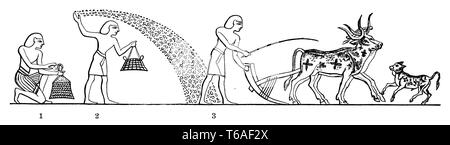 Aussaat im alten Ägypten. Altägyptische Darstellung q Füllen Sie den Korb mit Samen, 2 Der Sämann, 3 der Pflüger mit der Beförderung und ein Kalb. Stockfoto