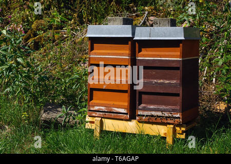 Zwei bunte Bienenstöcke aus Holz mit Bäumen im Hintergrund Stockfoto