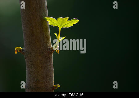 Close up Zweig mit jungen Blätter auf einem Baumstamm Stockfoto