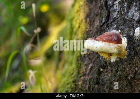 Große Pilze wachsen an der Seite eines alten Baumes. Stockfoto