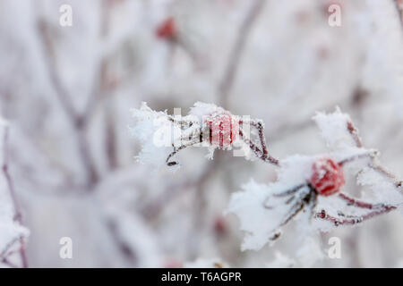 Hundsrose Hüften Frosen auf einem Busch Stockfoto