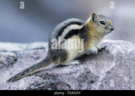 Golden-mantled Ground Squirrel graben flach Burrows - (Foto Erwachsenen auf einem Felsen) Stockfoto