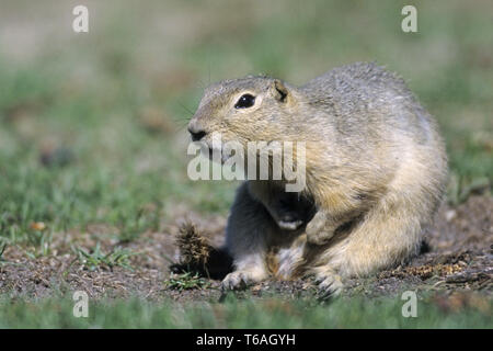 Richardsons Erdhörnchen, die Männchen sind etwas größer und schwerer als Weibchen Stockfoto