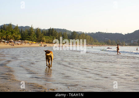 Hund zu Fuß am Strand, Abkühlung im Sommer Stockfoto