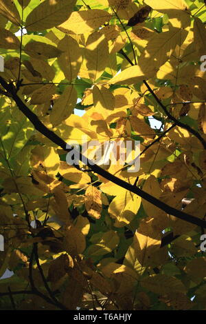 Blätter im Herbst von Walnut Tree Stockfoto