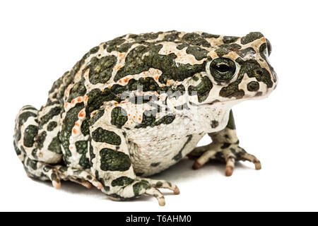 Europäische grüne Kröte, Pseudepidalea viridis, Bufo viridis, Bufotes viridis, Ost Europa Stockfoto