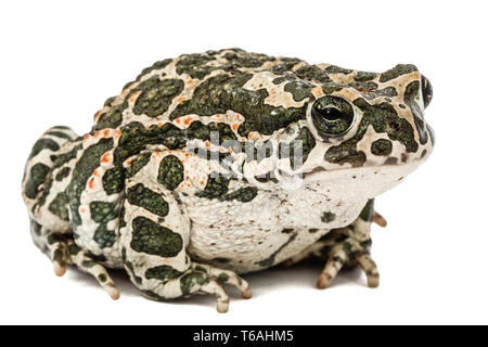 Europäische grüne Kröte, Pseudepidalea viridis, Bufo viridis, Bufotes viridis, Ost Europa Stockfoto